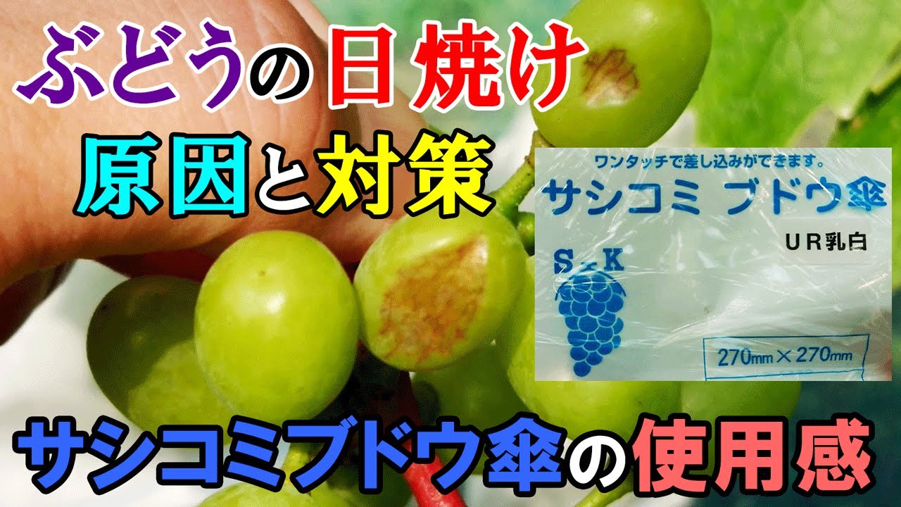 ぶどうの日焼けが起きる原因と対策 ＆ サシコミブドウ傘の使用感レビュー