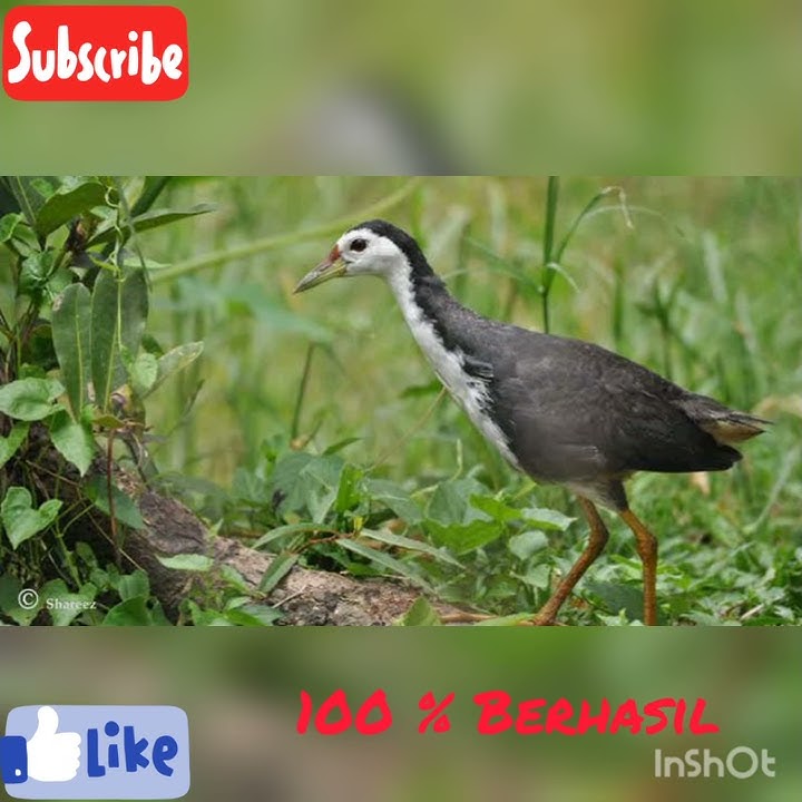 Suara Burung Ruak Part 1