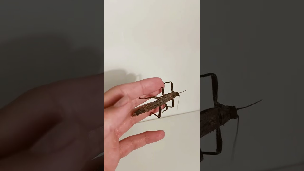 Новые питомцы.