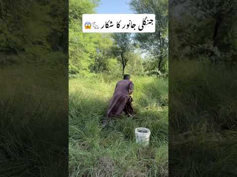 جنگلی جانور کا شکار Farmer Huanted Hunting Farming Rabbit Farmer