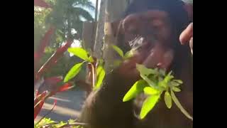 Chimpanzee living his life like an eternal weekend🐵🔥 by ZWF MIAMI 473 views 1 year ago 15 seconds