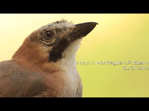 2 days in Monfragüe N.P. (3x01' compilation)