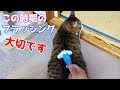 猫のブラッシングをしていると色々思いますね【猫の換毛期】