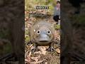 Why The Platypus is an Alien