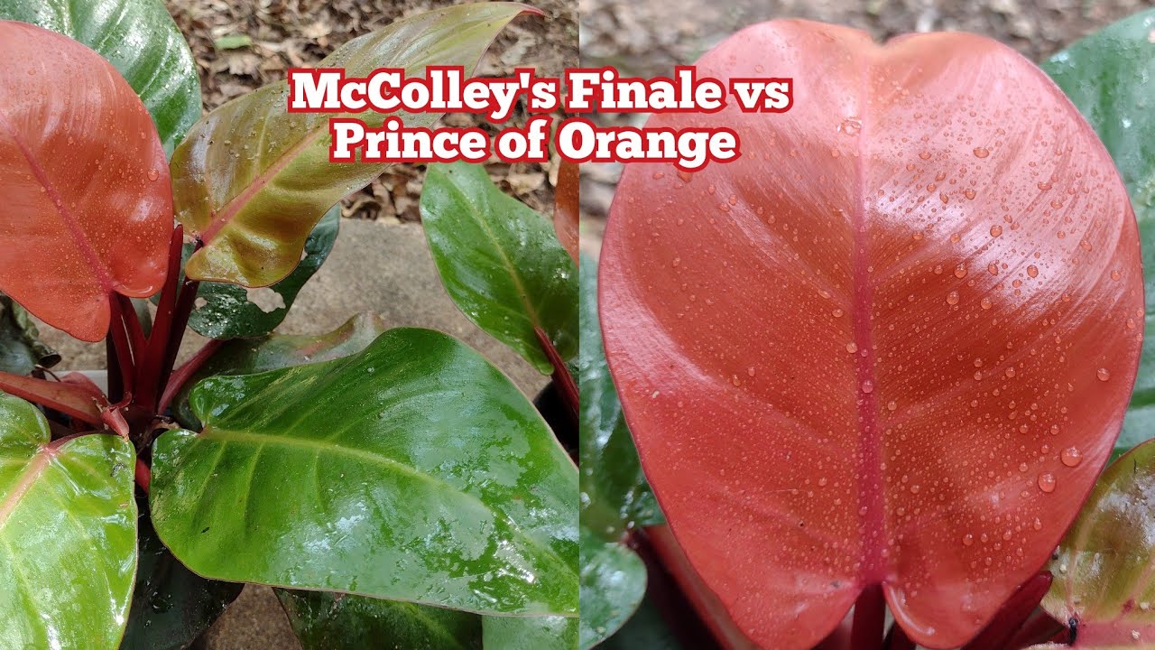 philodendron ring of fire propagation Philodendron 'Ring of Fire'