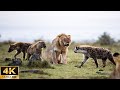 Animals Relaxing 4K | Ruaha National Park - Beautiful Wildlife Movie With Piano and Cello Music