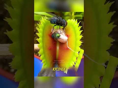 МУХОЛОВКА против КУСКА МЯСА 😯 #Shorts