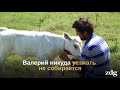Село Еленовка в Молдове:  Люди и овцы на краю времени