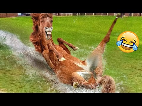 Try Not To Laugh - Funniest Animals Ever 2023 😹🐶 | Pets Island