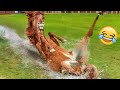 Try not to laugh  funniest animals ever 2023   pets island