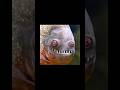 IT'S IMPOSSIBLE TO NOT LAUGH #viral #trending #goviral #ytshorts #trendingshorts #trynottolaugh