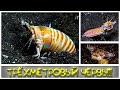 САМЫЙ ЖУТКИЙ ХИЩНИК ОКЕАНА червь боббита, Eunice aphroditois или bobbit worm.