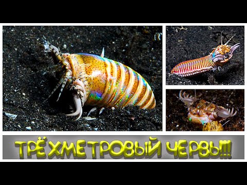 Видео: САМЫЙ ЖУТКИЙ ХИЩНИК ОКЕАНА червь боббита, Eunice aphroditois или bobbit worm.