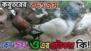 কবুতরের বদহজম কেন হয় এবং হলে কি করবেন Why is pigeons indigestion and what to do.