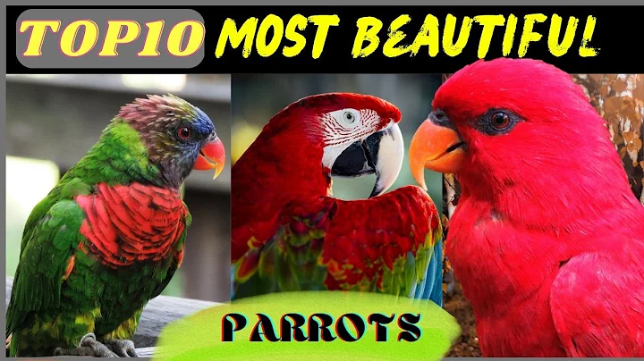 Top 10 Most Beautiful Parrots on The Planet Earth