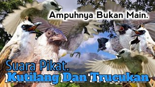 Suara Pikat Ampuh. Burung Kutilang Dan Trucukan. Andalan Pemikat..