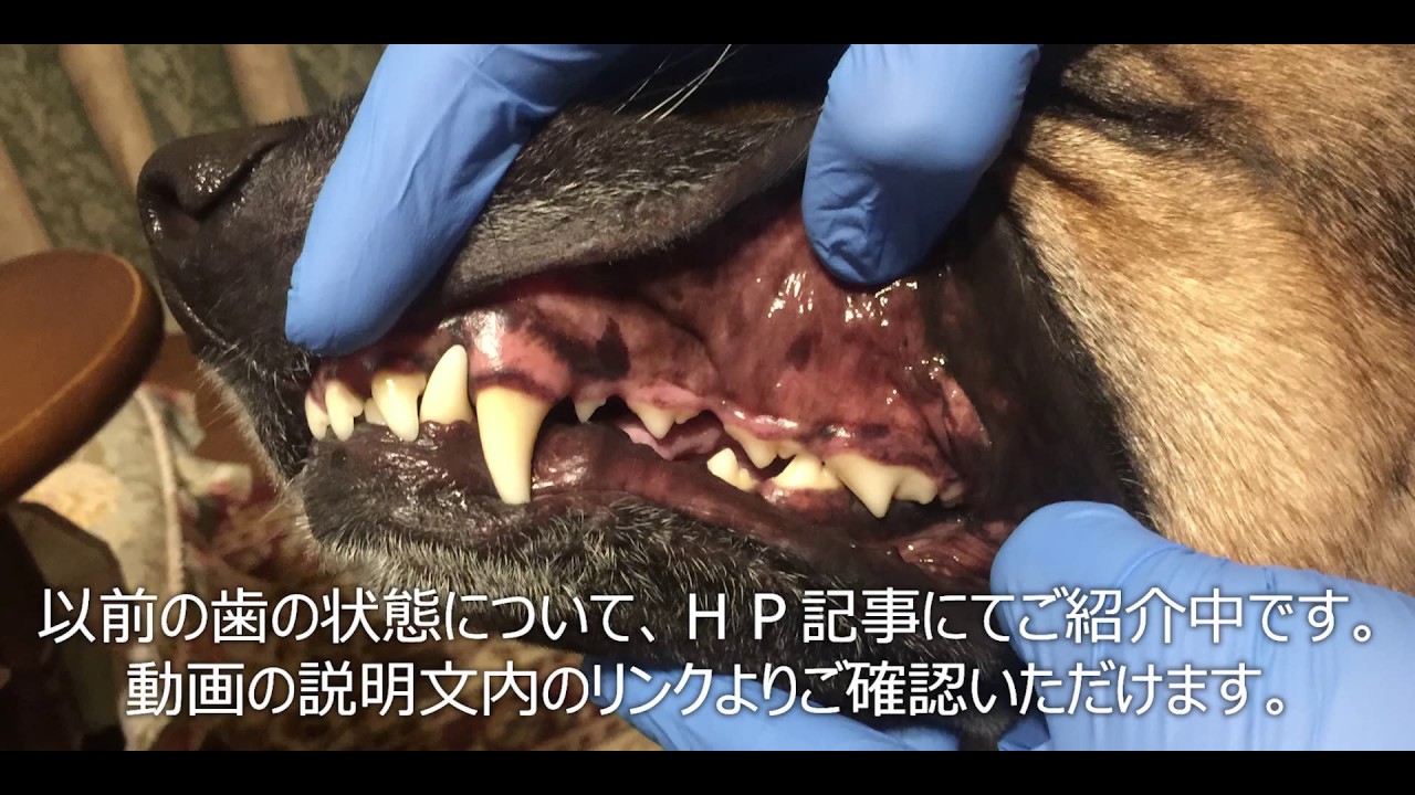 犬に優しい歯石とり 歯クリーニング方法 Youtube