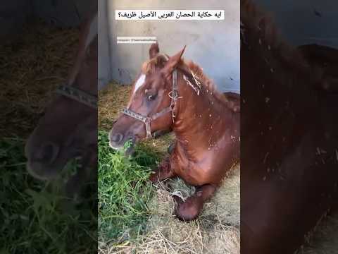 ايه حكاية الحصان العربى الاصيل ظريف ٦٠شو مع الدكتور حاتم ستين