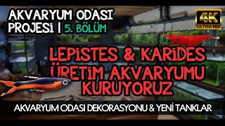AKVARYUM ODASI 5 | AKVARYUMLAR DOLMAYA BAŞLADI! | LEPİSTES ÜRETİM AKVARYUMU & YENİ KARİDESLER | 4K