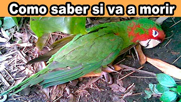 ¿Cómo saber si un pájaro sufre?