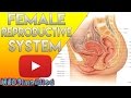 Female Reproductive System Made Easy - Organs & Functions