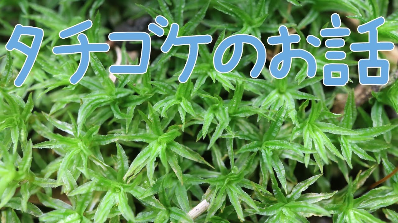国内タチゴケ4種類 苔 Youtube