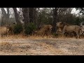Two Male Lions Confront 6 Male Lions