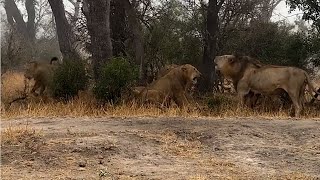 Download Lagu Two male lions confront 6 male lions MP3 Download Lagu Two male lions confront 6 male lions MP3