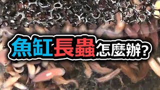 有了這隻魚再也不怕魚缸蟲蟲爆生