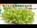 巣ごもり家庭菜園のすすめ　ベビーリーフを栽培しよう