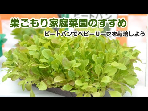 巣ごもり家庭菜園のすすめ ベビーリーフを栽培しよう Youtube