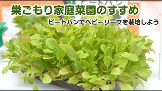 巣ごもり家庭菜園のすすめ　ベビーリーフを栽培しよう