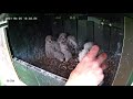 jackdaw pulls kestrel chick out of the nest