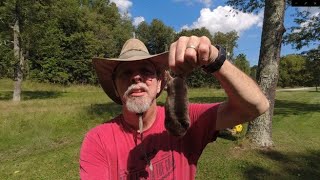 How to catch a mole with your bare hands. No tools needed