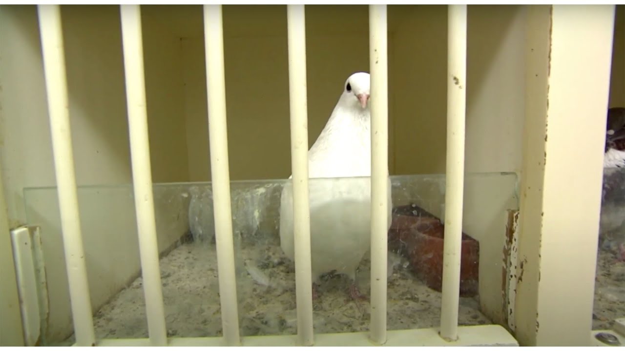 De Zwarte vogel sluit haar deuren