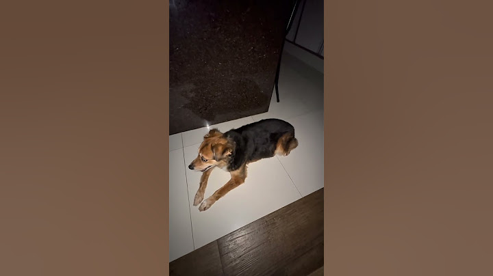 essa musica fez minha cachorra dançar