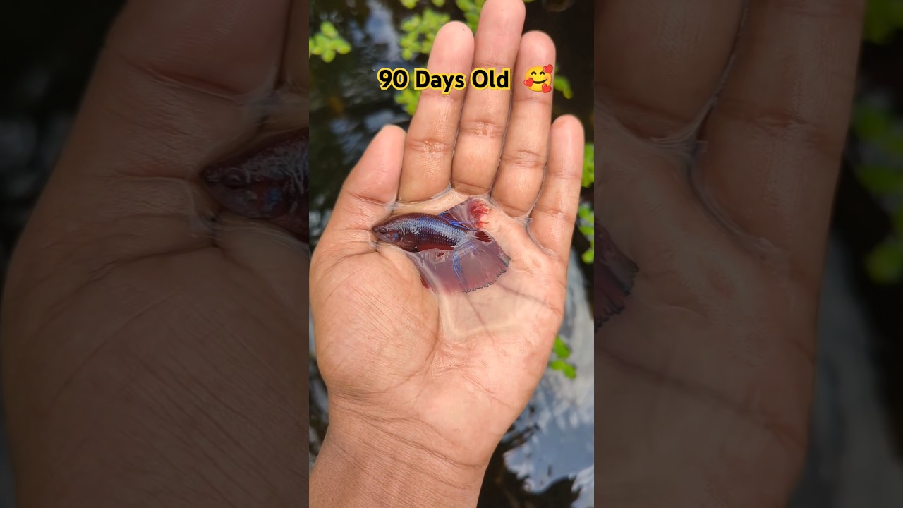 Red Halfmoon Betta 1-90 days #fish #guppy #betta #grow