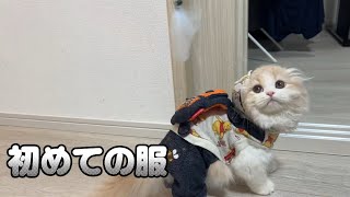 初めて服を着る子猫