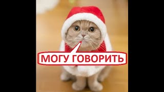 Юмор. С НОВЫМ ГОДОМ !!! (и приступом острого бреда)