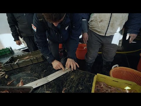 Как рыбаки спасают Адриатику от перелова?