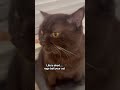 She Did Get A Licky Treat Right After This Raigebaitcat Funnycatvideos Mikaandmocha mp3