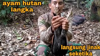 Setelah lima bulan ayam hutan ini kembali ditemukan