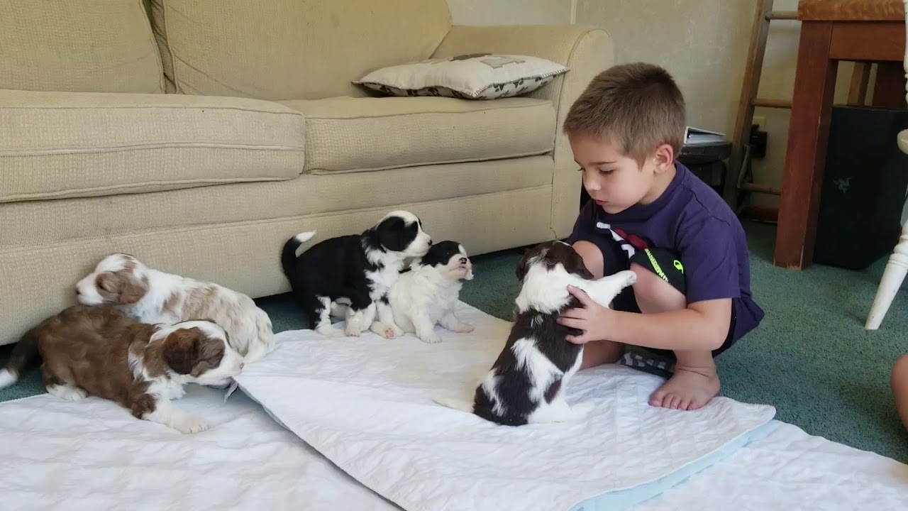Mini bernedoodle puppies playing in the living room for ...