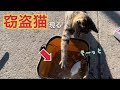 勝浦で釣りをしてたら盗みを働く猫が現れ衝撃的な展開に・・・