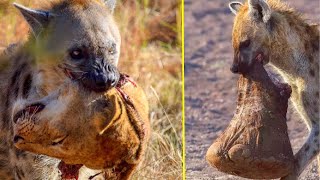 Hyena In Action. How Hyenas Kill Lions, Rhinos and Even Elephants!!! by Victorious Nature 70,844 views 2 years ago 12 minutes, 34 seconds