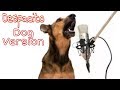 Despacito song  dog sound 