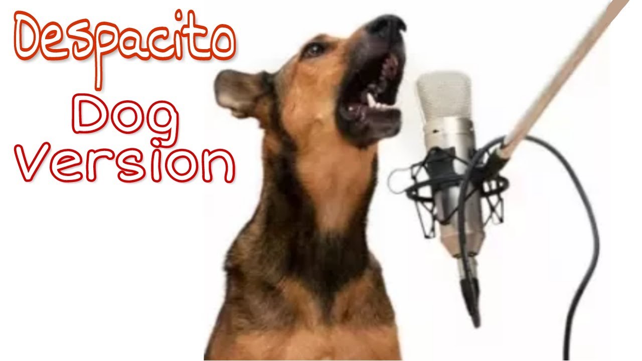 Despacito Song  Dog Sound 