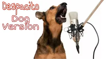 Despacito Song ( Dog Sound )