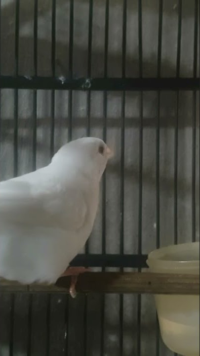 Emprit jepang gacor memanggil betina #kenari #empritjepang #societyfinch
