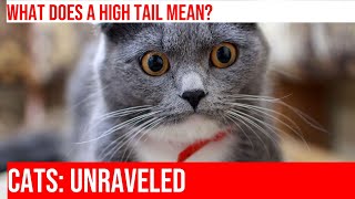 The Meaning Behind a Cat's Upright Tail: Explained! by Meow-sical America 45 views 4 months ago 3 minutes, 53 seconds